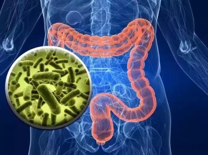 母婴肠道健康,母婴营养与健康