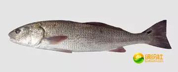 舟山4月份海鲜攻略,舟山海鲜代加工攻略