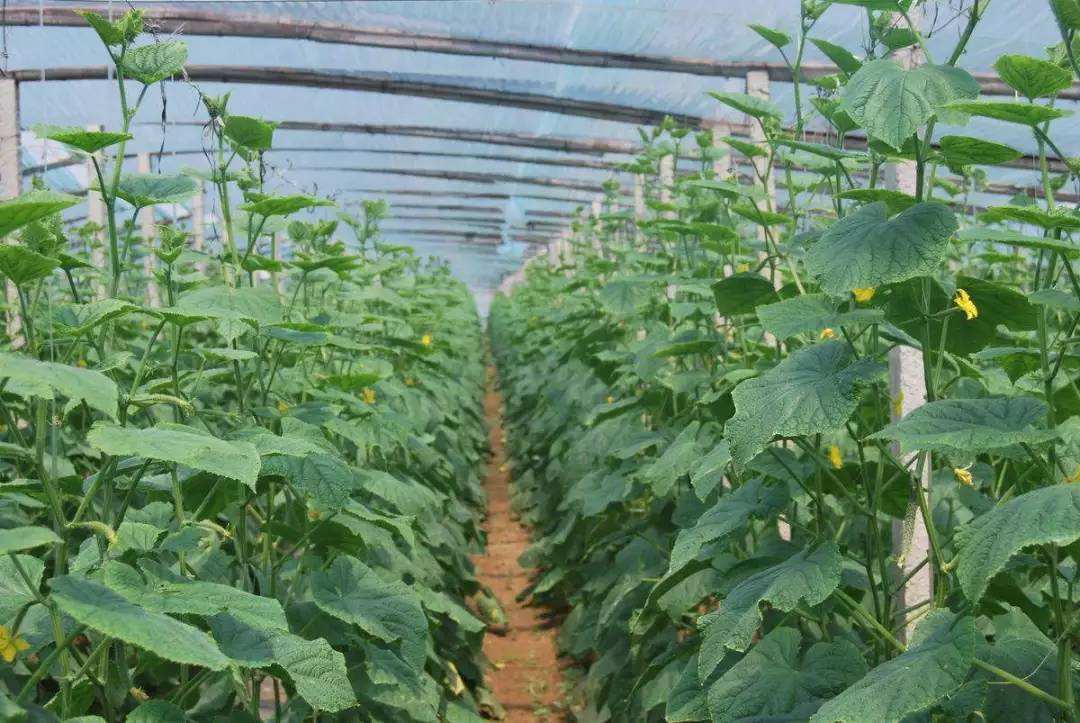 今年种黄瓜如何,种黄瓜小技巧