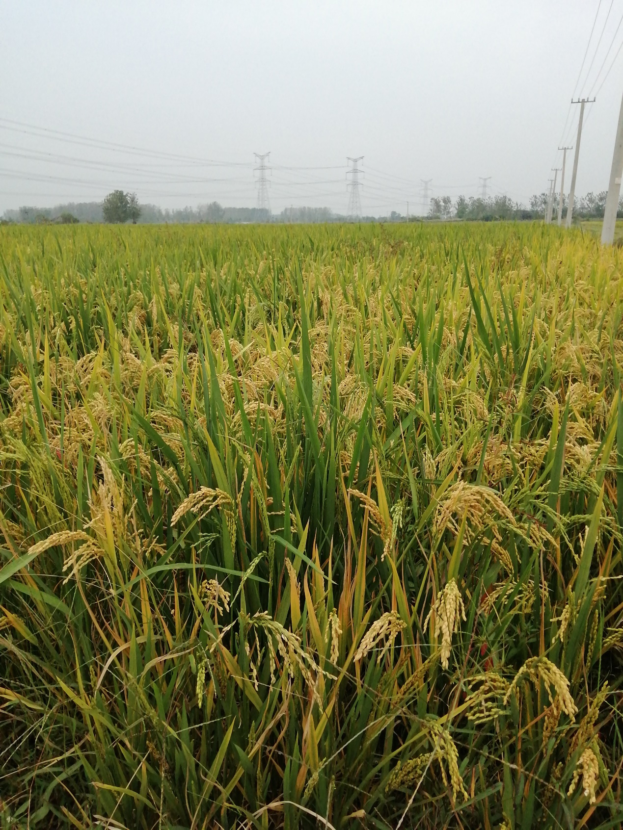 新型旱稻种植成功案例,旱稻高产技术视频