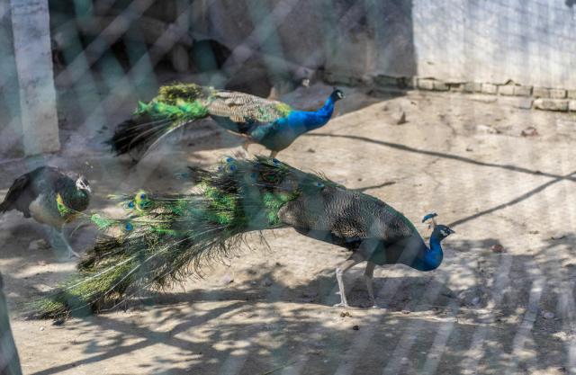 孔雀大王转产当起了鸡倌，禁野令下特种养殖站在了转型三岔口