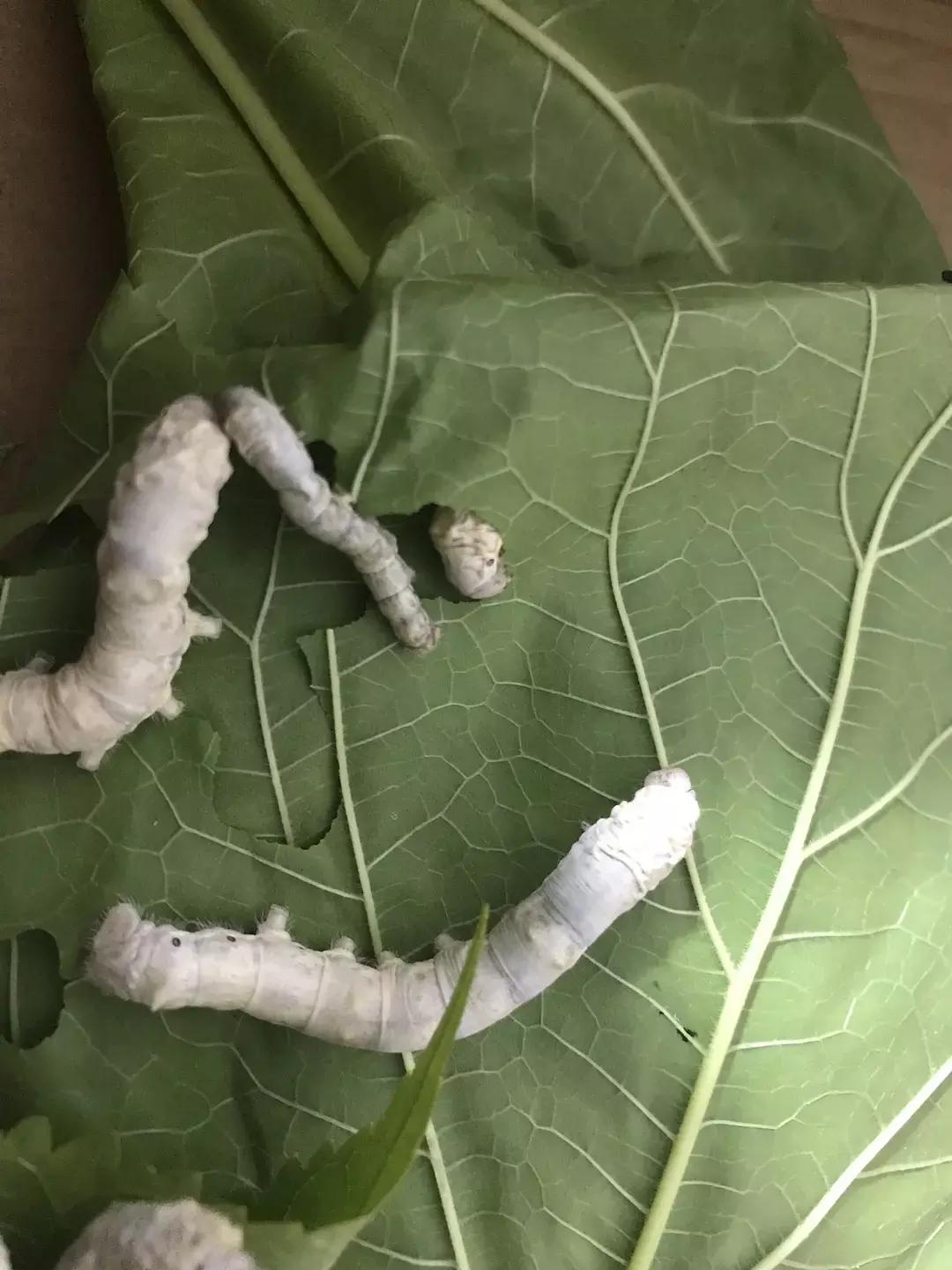 蚕宝宝你在养吗,蚕宝宝养的过密会死吗