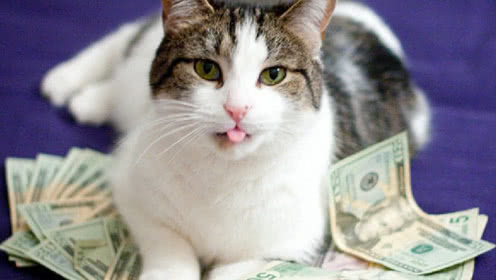 印花税能不能享受减半政策,降低印花税可以少多少税