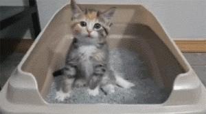 猫咪乱尿解决神器,猫咪乱尿吃什么药管用