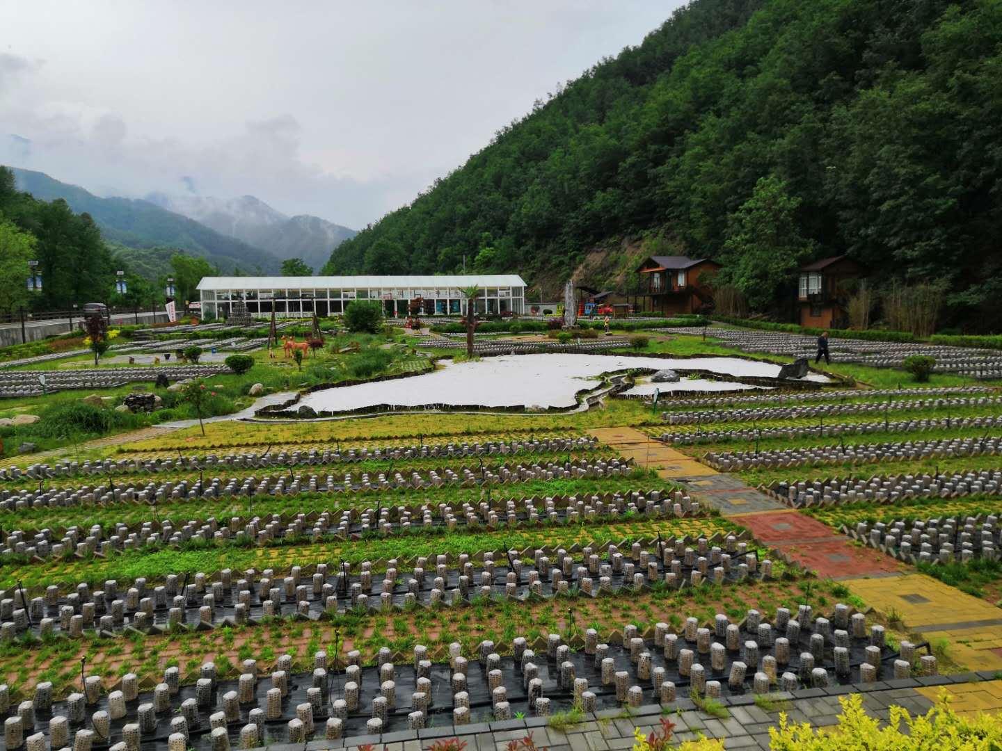 柞水黑木耳东方甄选,柞水黑木耳
