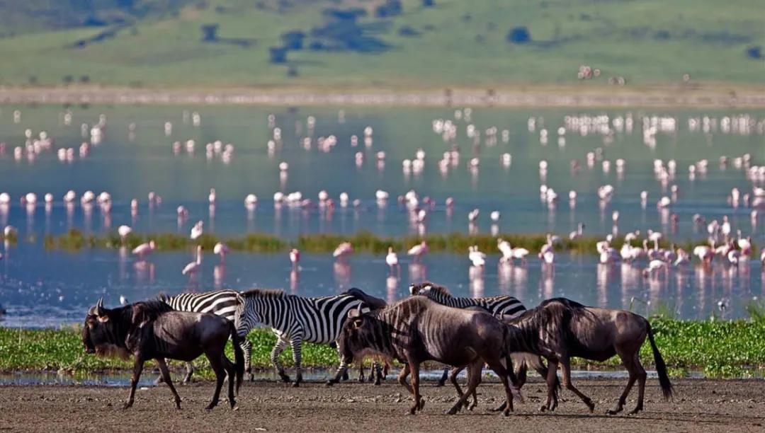 世间稀有的白色长颈鹿母子，在非洲被残忍猎杀，发现时只剩骨骼