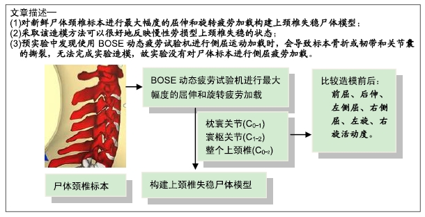 颈椎病的形成模型演示,颈椎失稳模型