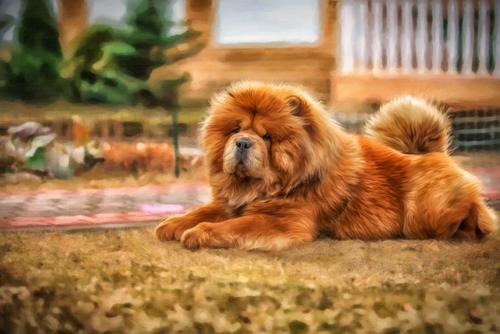 养这几种狗真的很费钱,饲养起来最费钱的狗狗是什么狗