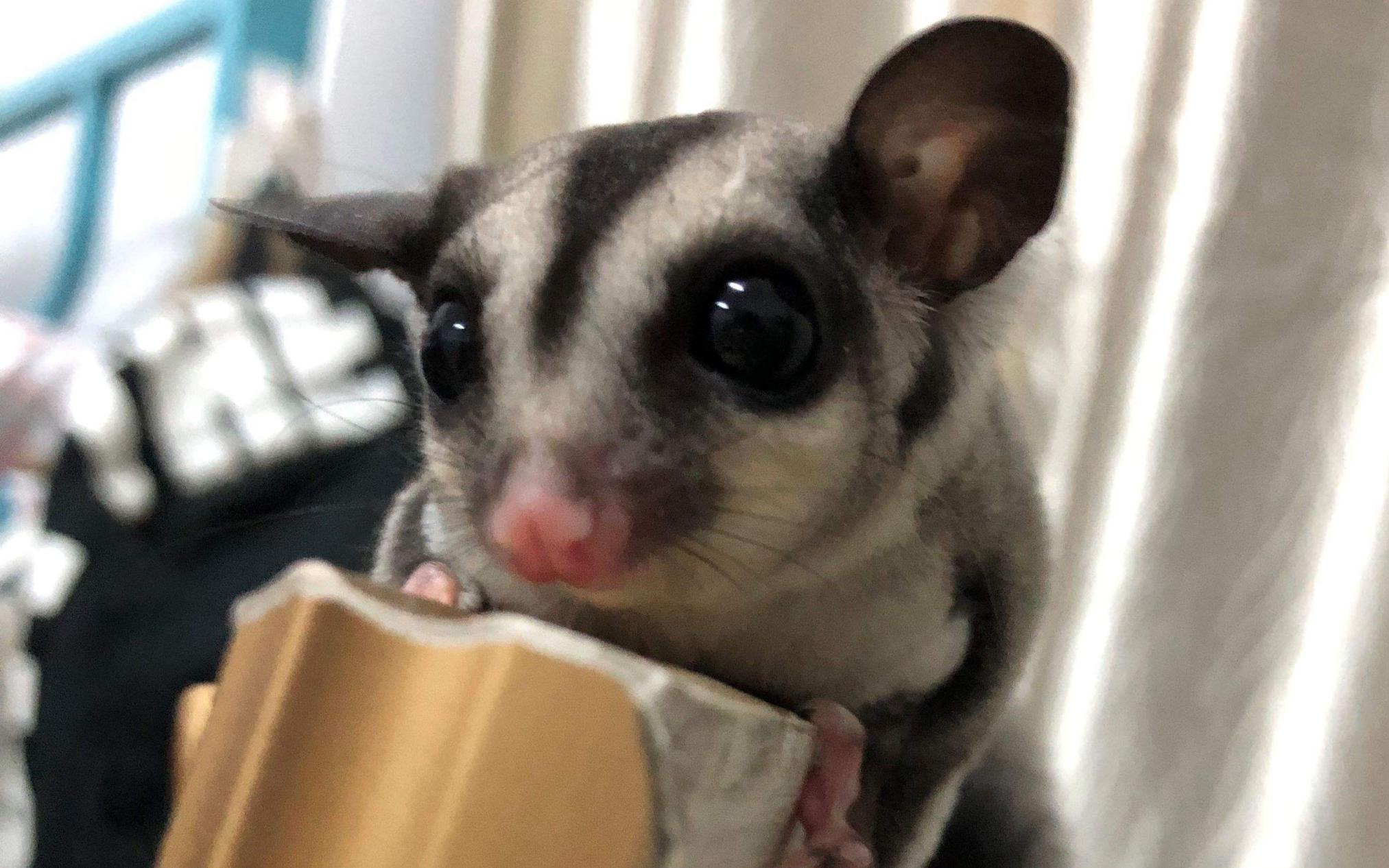 寒号鸟科普视频,寒号鸟和老鼠的区别