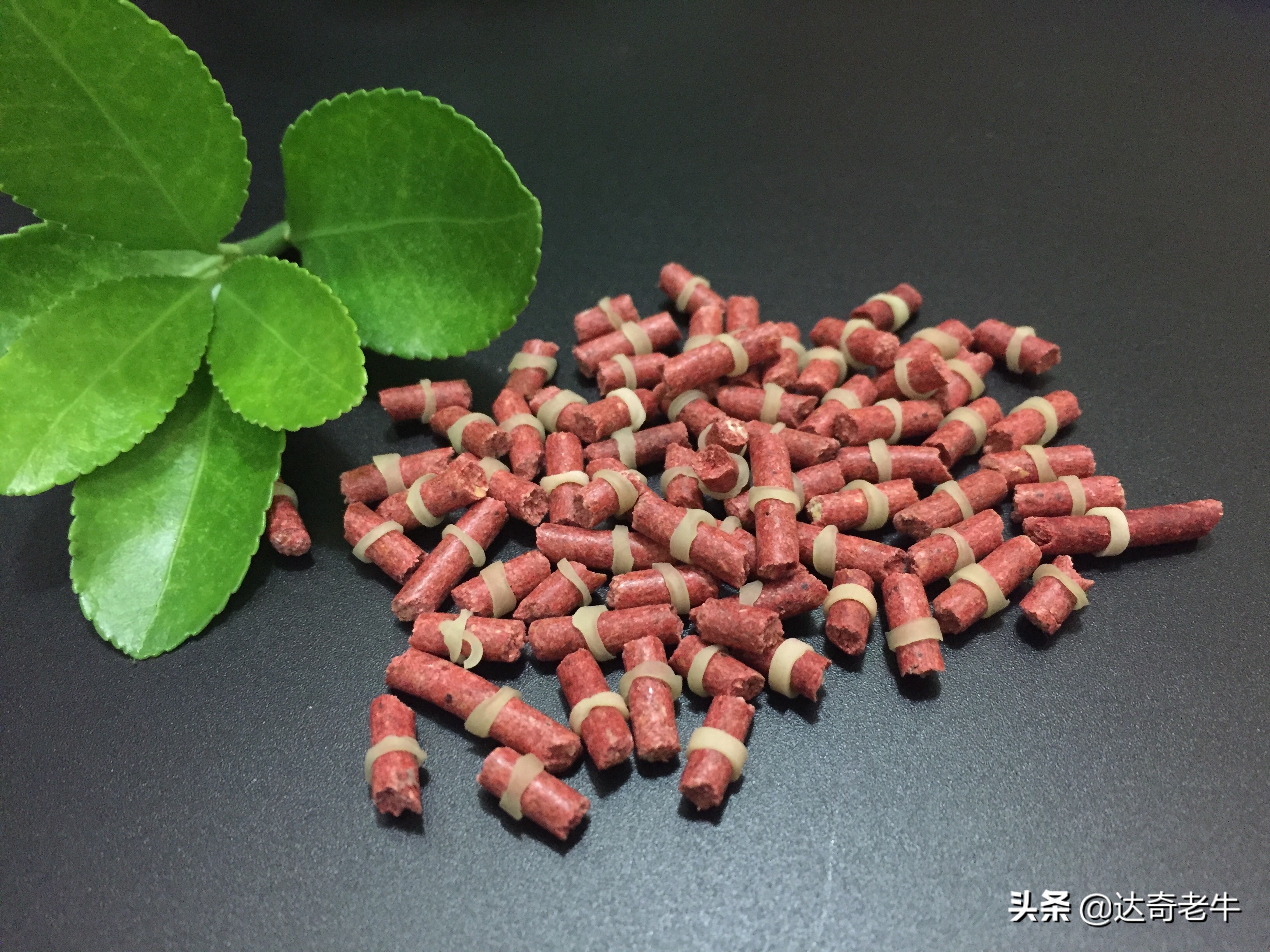 红虫颗粒钓鲤鱼用法,红虫颗粒钓鲫鱼效果怎么样