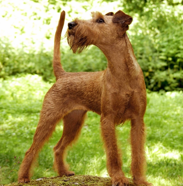 适合老年人养的狗排行榜,适合老人养的狗好养活的品种