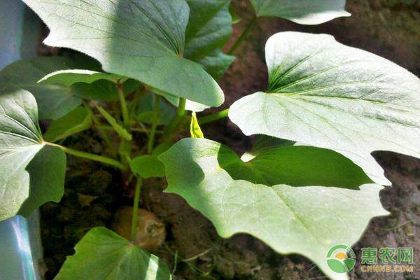 红薯育苗100万株苗成本是多少,杂交板栗红薯一亩地种多少株