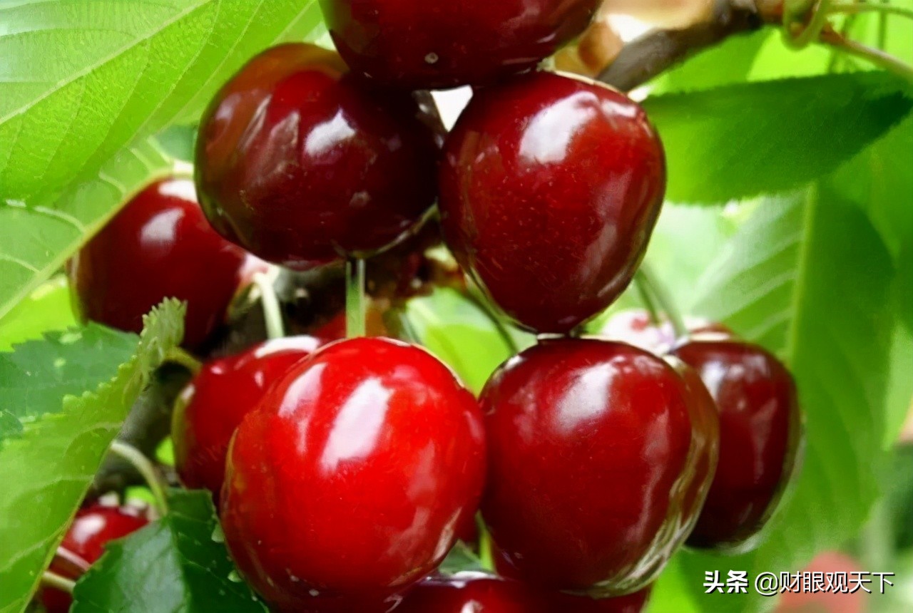 不能错过当地水果,不能错过美味的水果