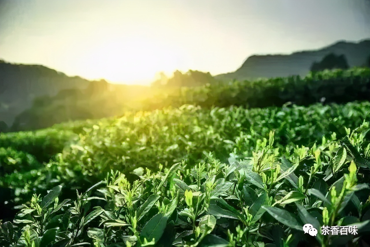 喝九曲红梅后的感受,九曲红梅为什么那么细