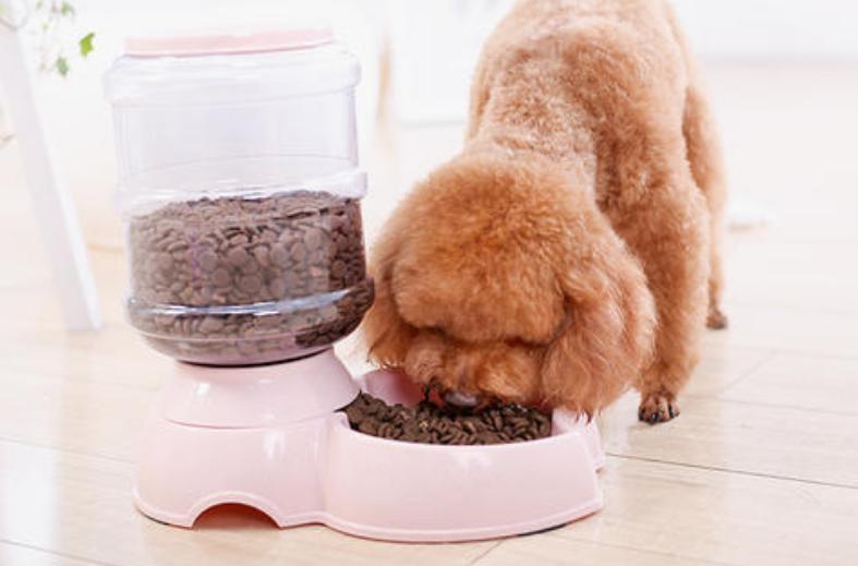 养小型泰迪犬是公的好还是母的好,泰迪犬养公的还是母的好