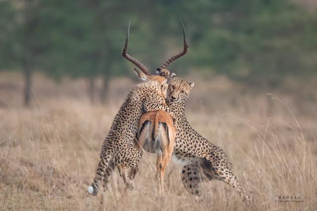 尼康d850完全摄影指南,尼康d850大变焦镜头推荐