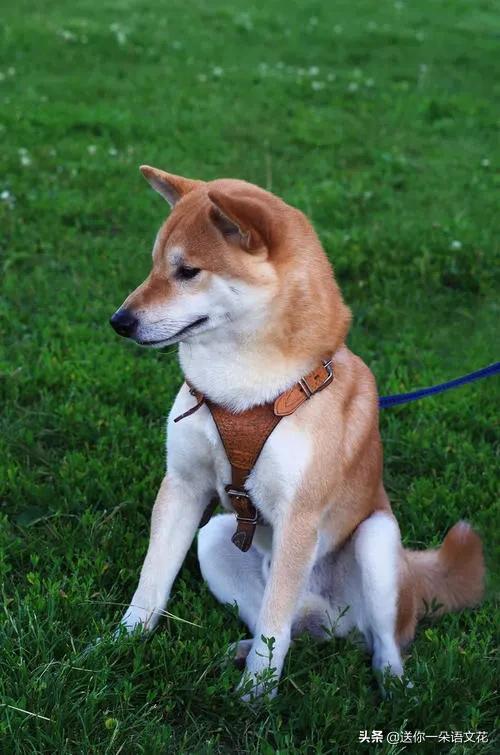 狗拿耗子多管闲事多此一举,狗拿耗子究竟是不是管闲事