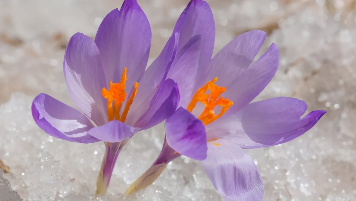 教师腹有诗书气自华,读新时代教师专业成长的读后感