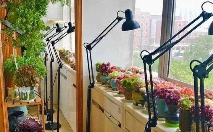 冬天种多肉上盆后多久浇水,入冬了多肉用什么肥料