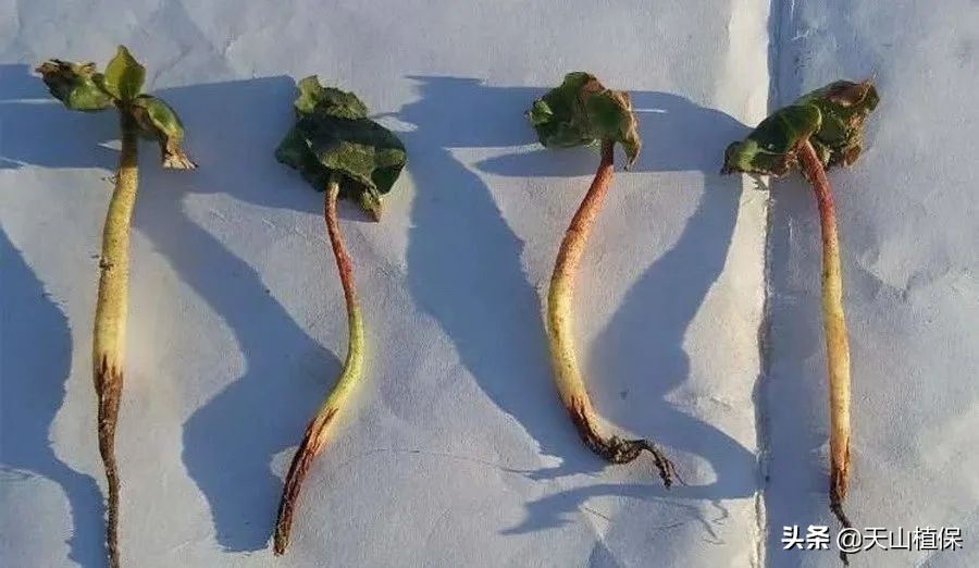 二甲戊灵的优点,二甲戊灵宣传