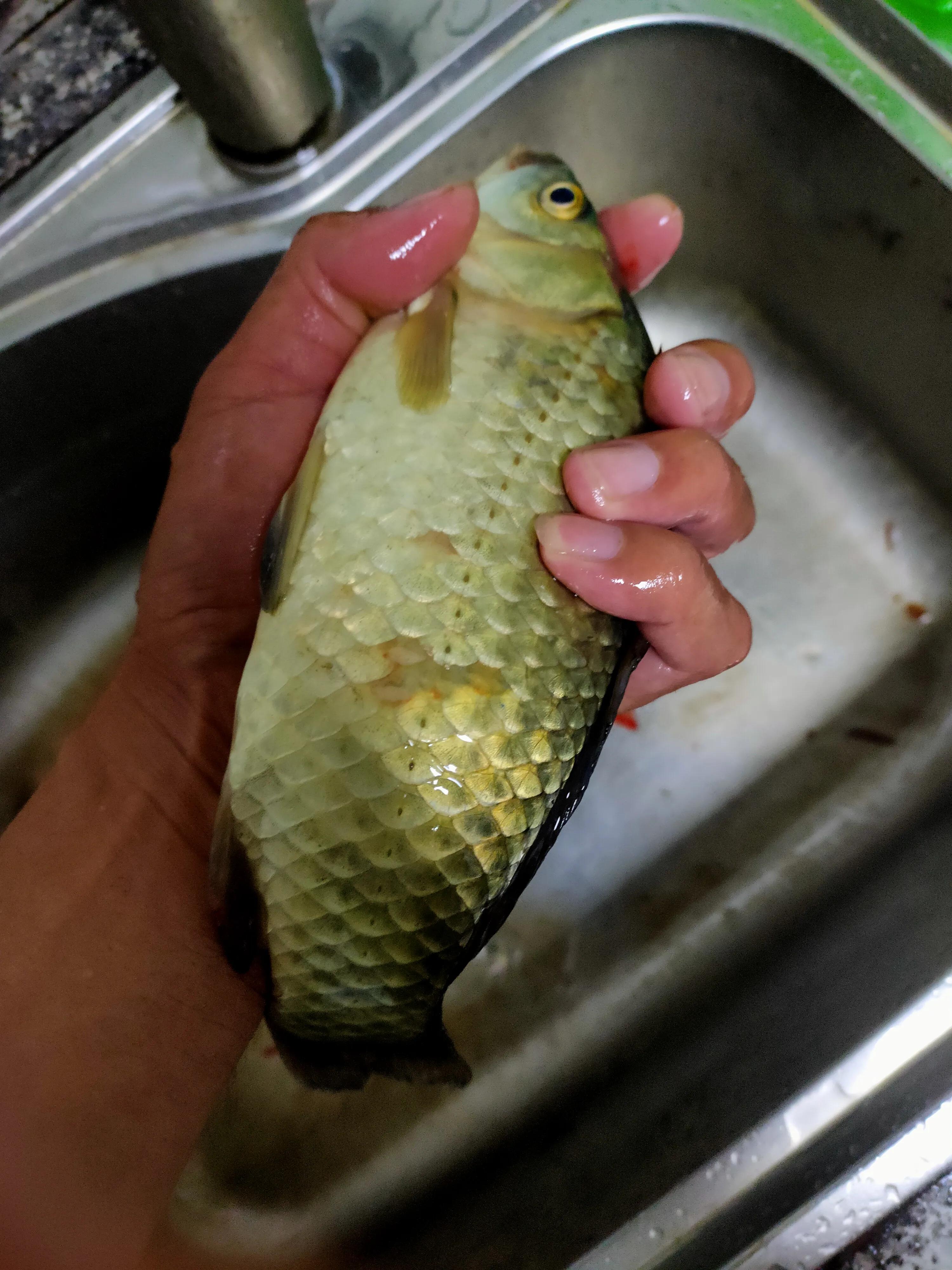 钓鱼王神饵,钓鱼王官方