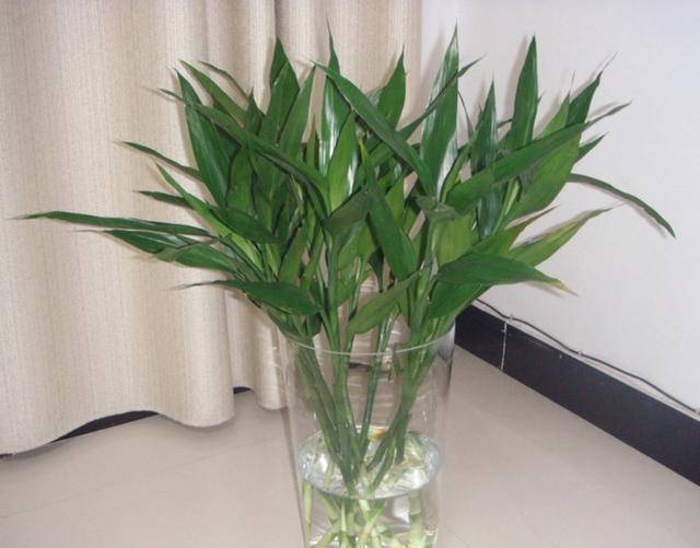 水培富贵竹叶尖干黄如何处理,水培富贵竹盆栽注意事项视频