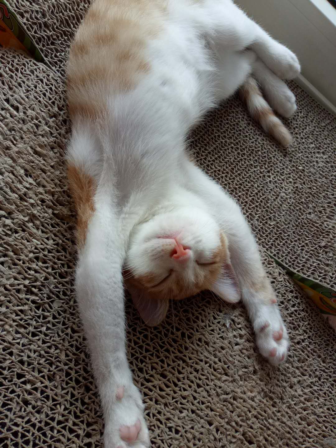 带猫搬家真的有用吗,铲屎官如何应对猫咪的应激反应