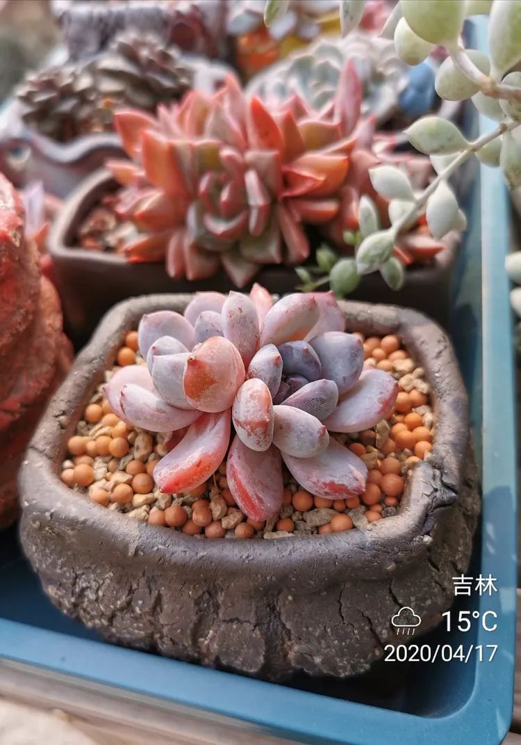 人生就像养多肉一样,人生如同养多肉时间不会怠慢