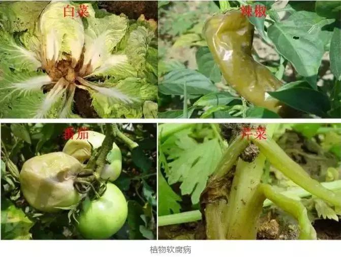 细菌病害最好的药,预防细菌病害用什么药