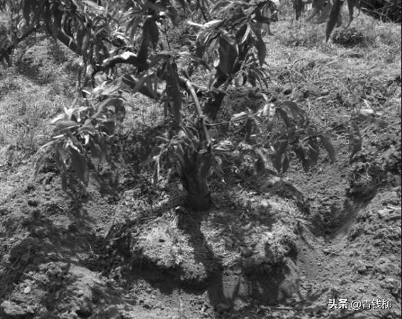 山东智慧农业发展前景,大棚桃树经济效益怎么样