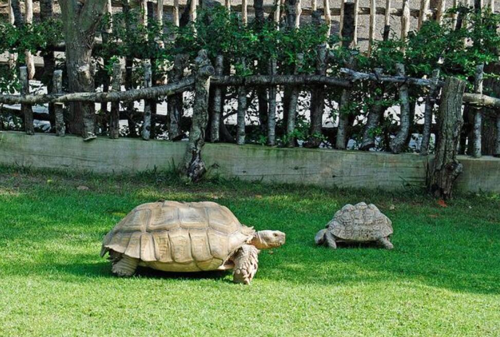 苏卡达陆龟被丢垃圾桶了,苏卡达陆龟乌龟火化