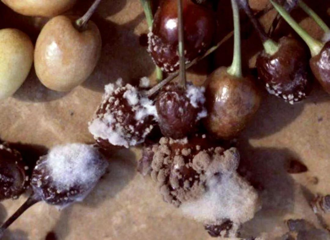 樱桃叶子上的病害有哪几种,樱桃叶子尖发黄是什么病害