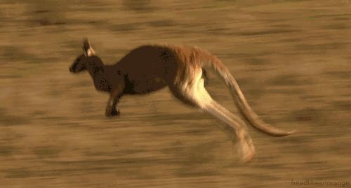 袋鼠和人打架视频,袋鼠为什么喜欢和狗狗打架