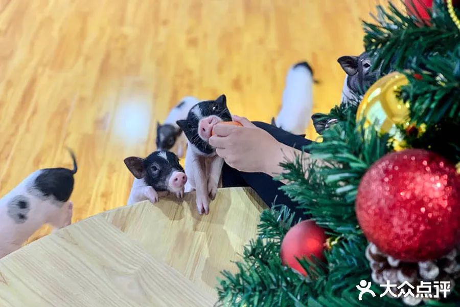 全国新开店铺,值得打卡的全国首店