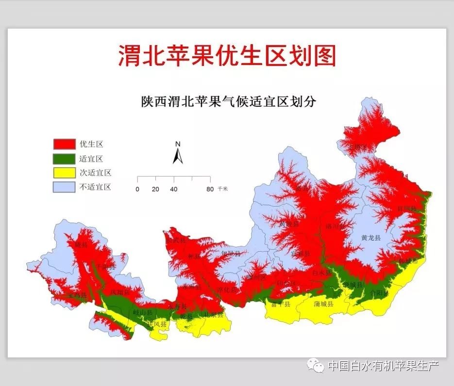 苹果越来越难卖果农将如何应付,白水新苹果果园