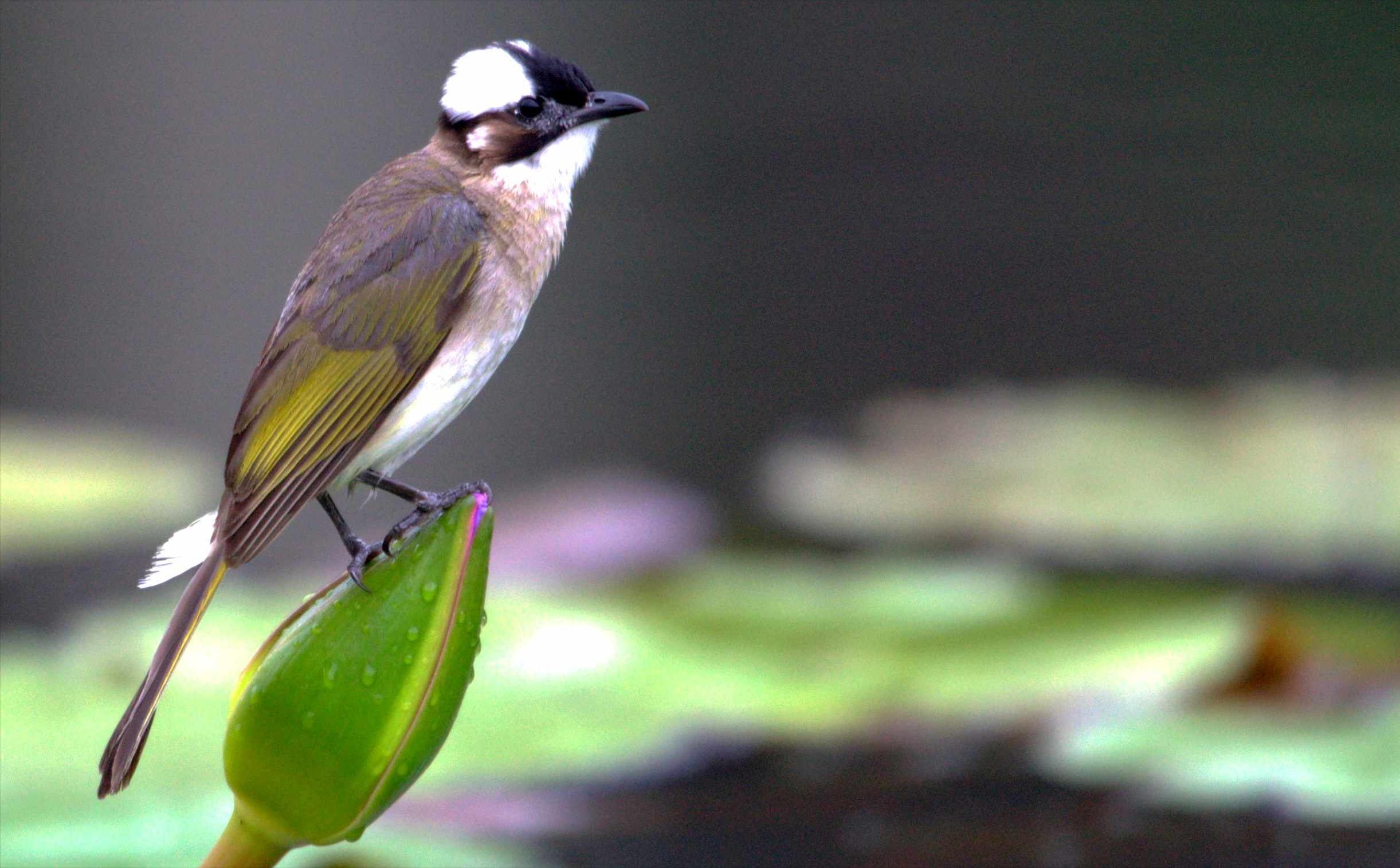 东江揽胜,惠州淡水常见鸟类图谱