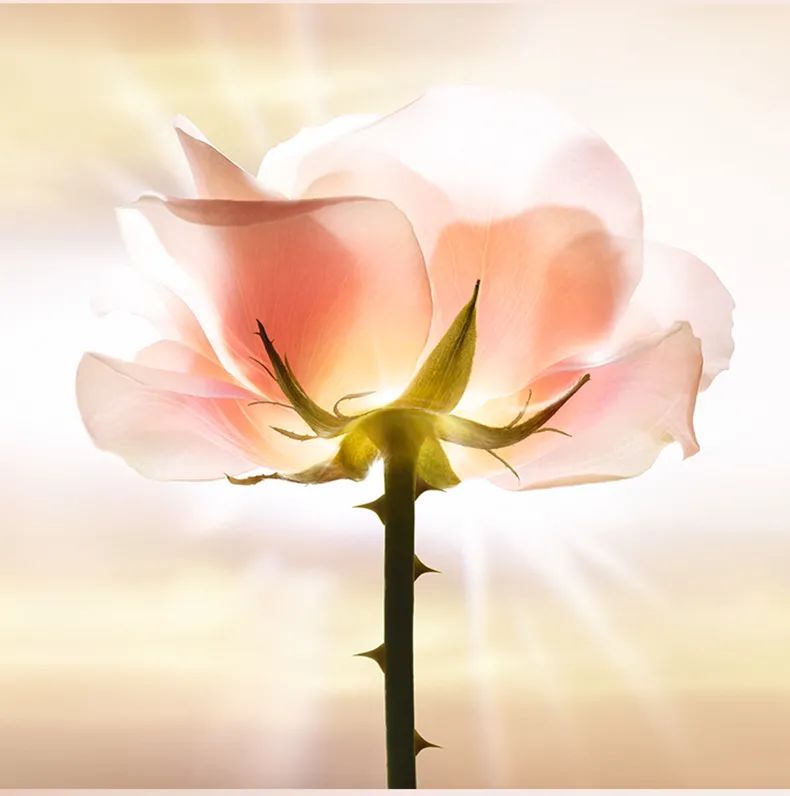 blingbling花蜜神仙精华水,助你度过逆水期