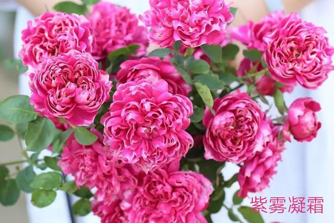 切花火焰月季的优缺点,常见切花月季一览