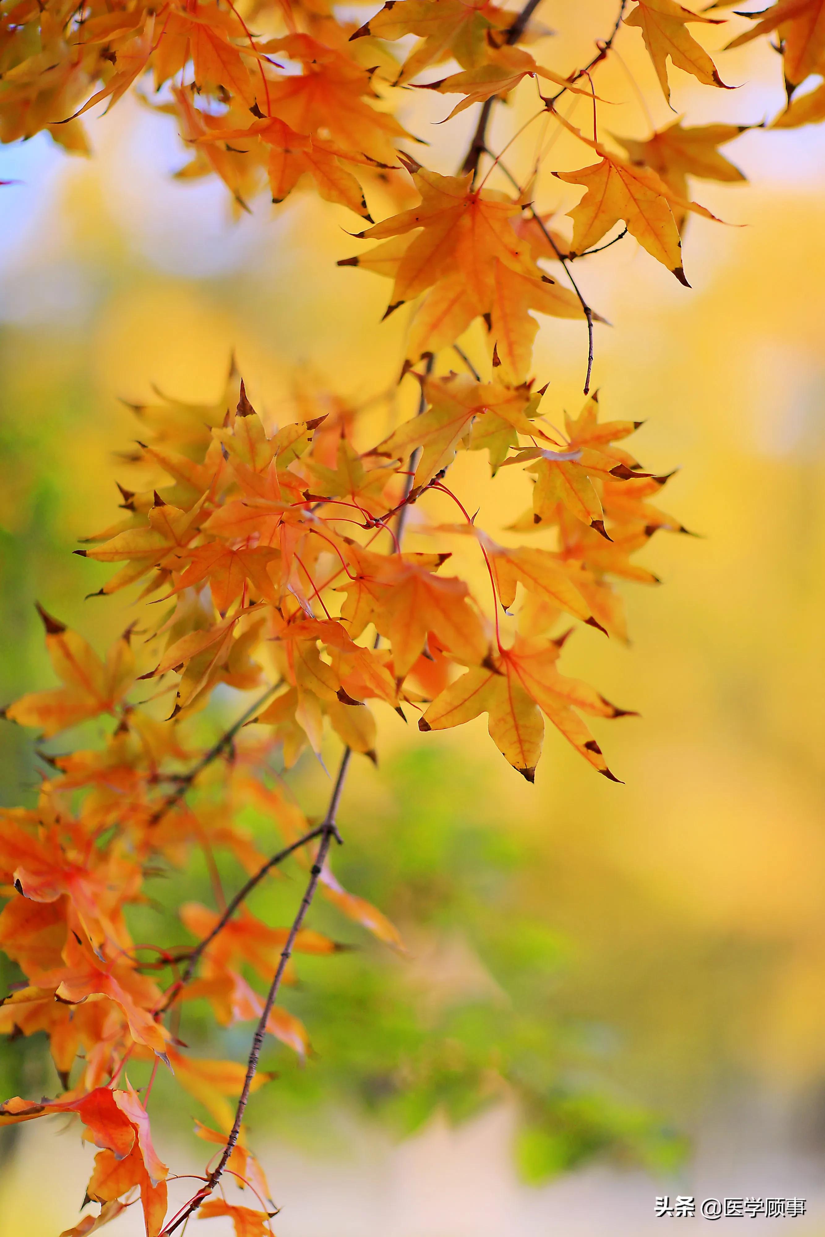 前庭性偏头痛简介,前庭性偏头痛诊断标准更新