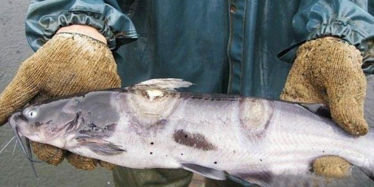 网箱养殖斑点叉尾鮰有哪些优点,混养塘叉尾鮰鱼老是死怎么回事