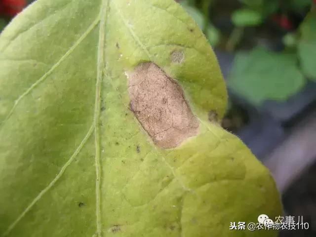 种茄子的六个步骤简短文字,种茄子的基本知识