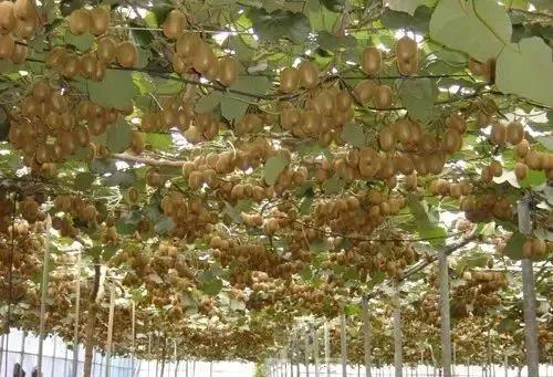 西峡县有哪些特色小镇,河南西峡美丽小镇