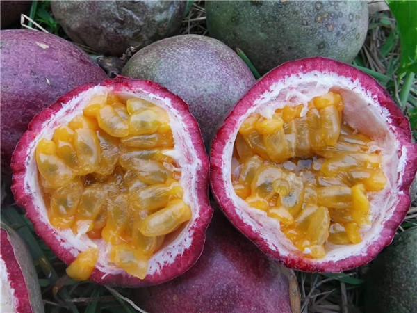 大学生回乡创业带动家乡发展事迹,农村大学生创业养羊基地