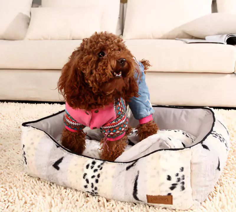 怎么预防狗狗妇科病,母狗如何防止妇科炎症