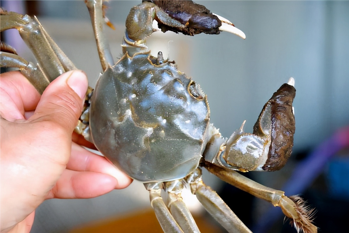 荨麻疹患者在吃的方面有什么宜忌,非典型麻疹综合征饮食禁忌