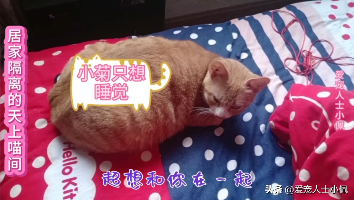 猫咪两天没吃东西生病了能洗澡吗,猫咪只要不应激可以经常洗澡的吗