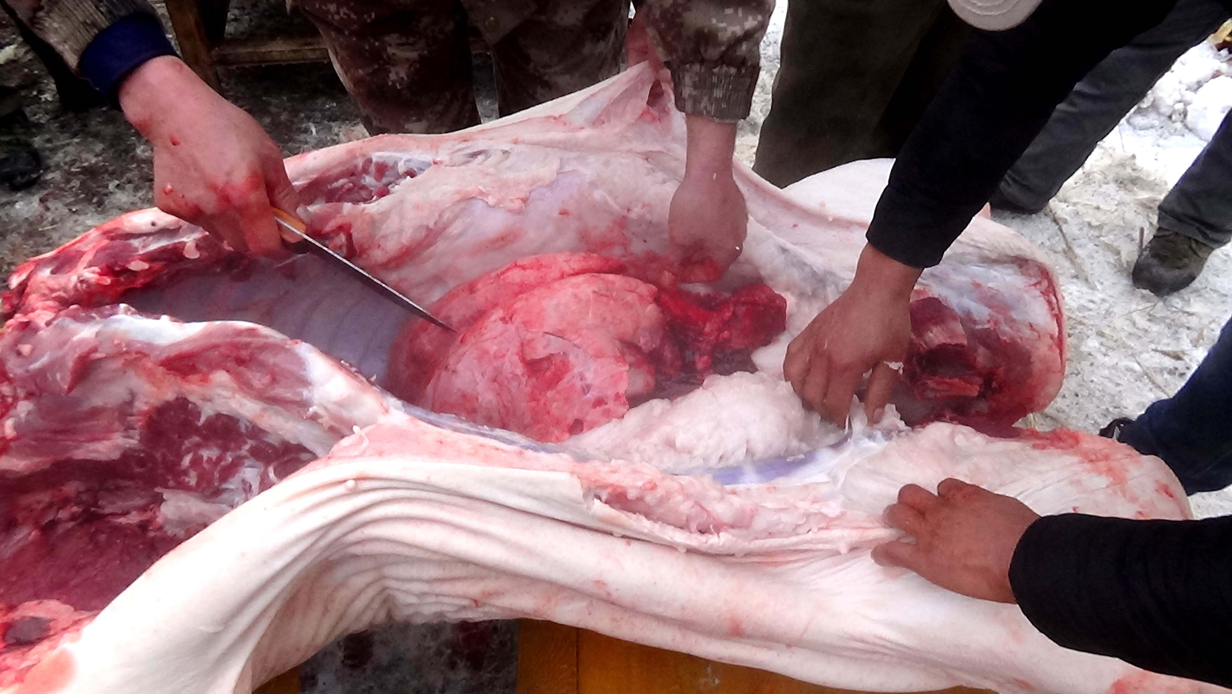 东北杀年猪来吃猪肉,老东北杀年猪