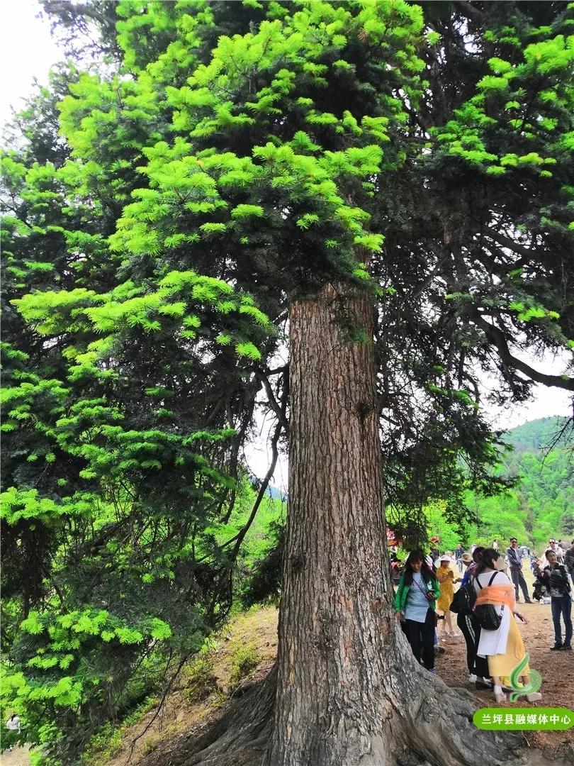 鍏板潽鍗拌薄,鍏板潽涔″湡鍗拌薄