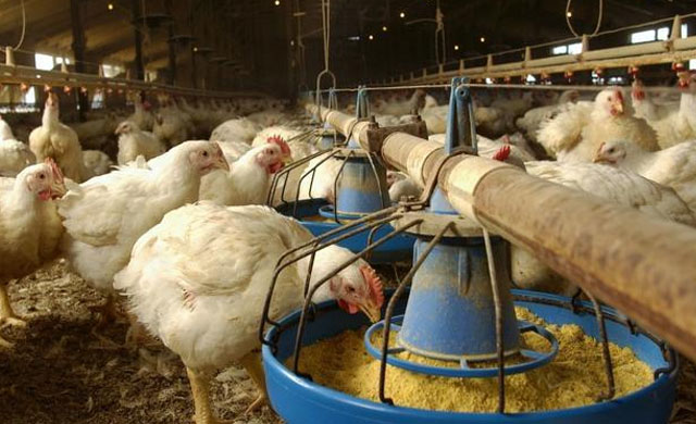 小鸡的气囊炎能做疫苗吗,小鸡气囊炎用什么特效药