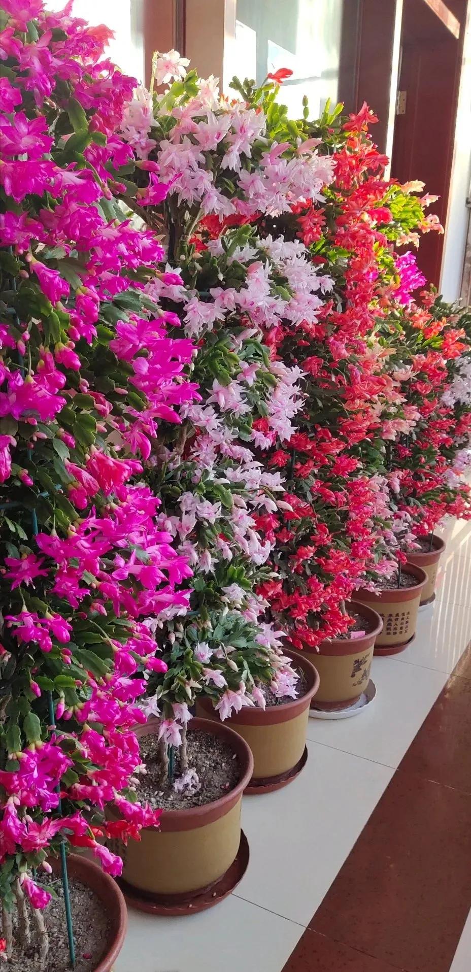 蟹爪兰20棵,有20株蟹爪兰适合多大的盆